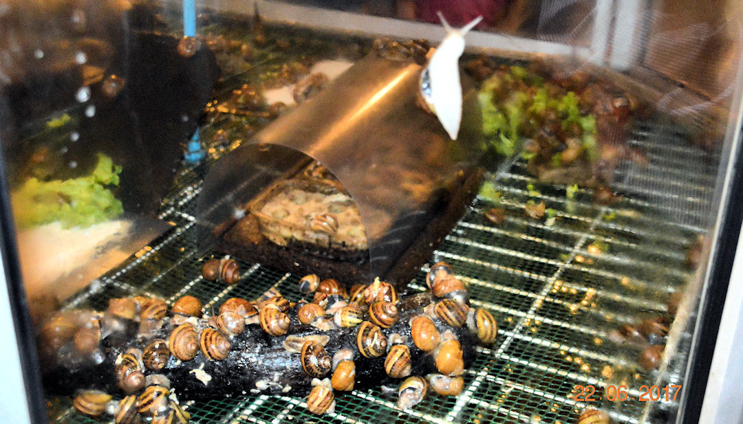 Un élevage d'escargots