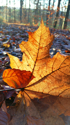 Herbstblatt auf dem Waldboden - Kosmetik Hautnah macht Herbstferien