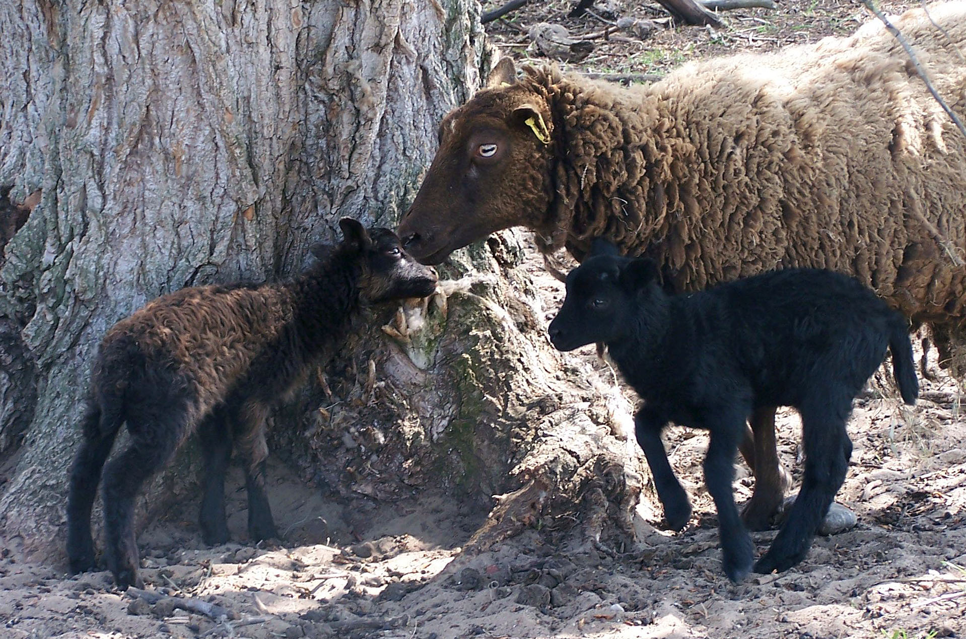 Nabro und Nielson mit Mutter Nessa