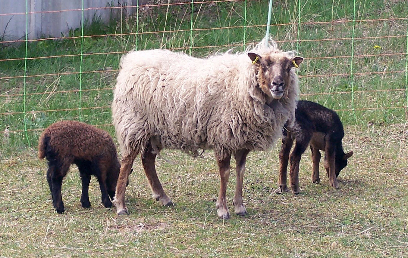 Findus und Juna mit Mutter Jura