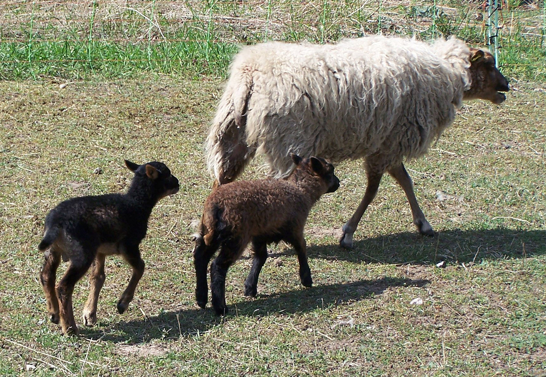 Findus und Juna mit Mutter Jura