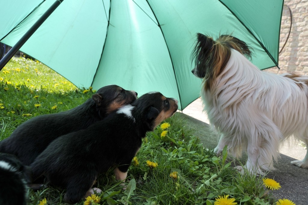 Brax und Aidan mit Pepita