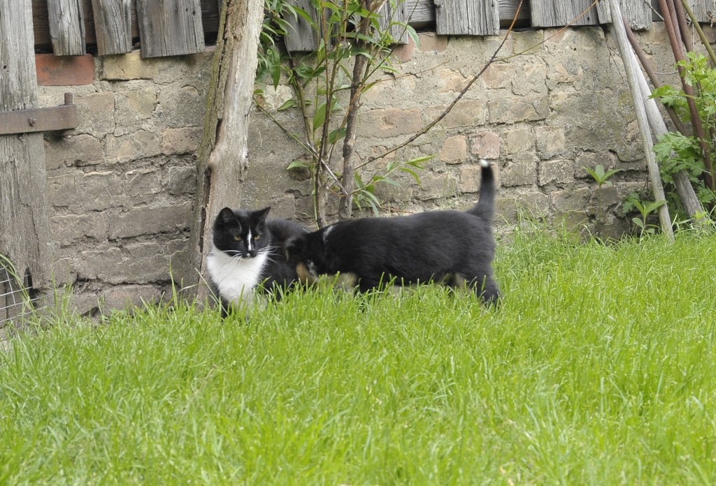 Brax guckt sich die Katze an