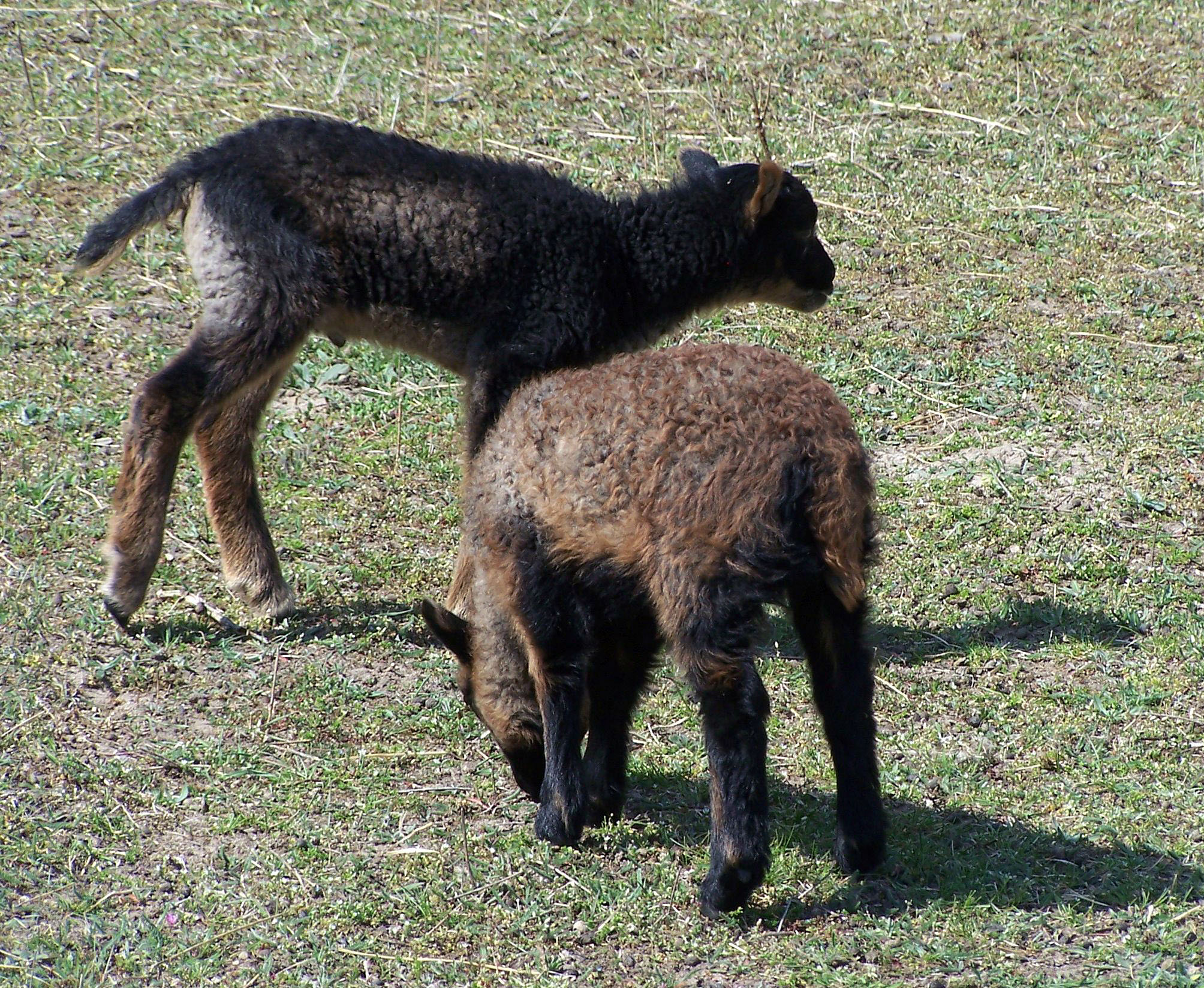 Findus und Juna