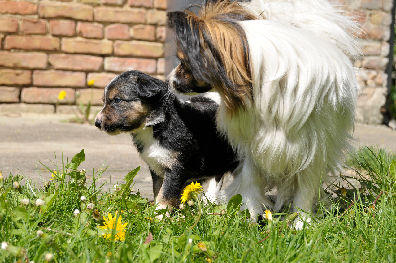 Brax mit Pepita