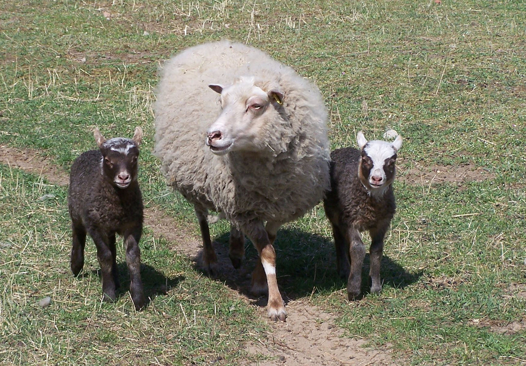 Ole und Pelle mit Mutter Yavanna