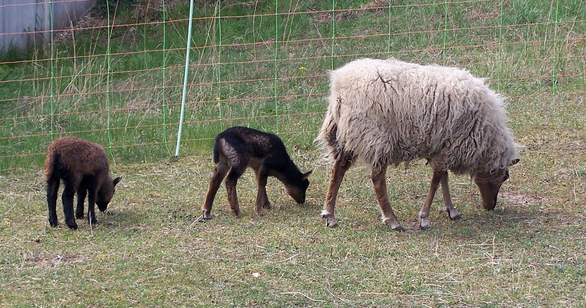 Findus und Juna mit Mutter Jura