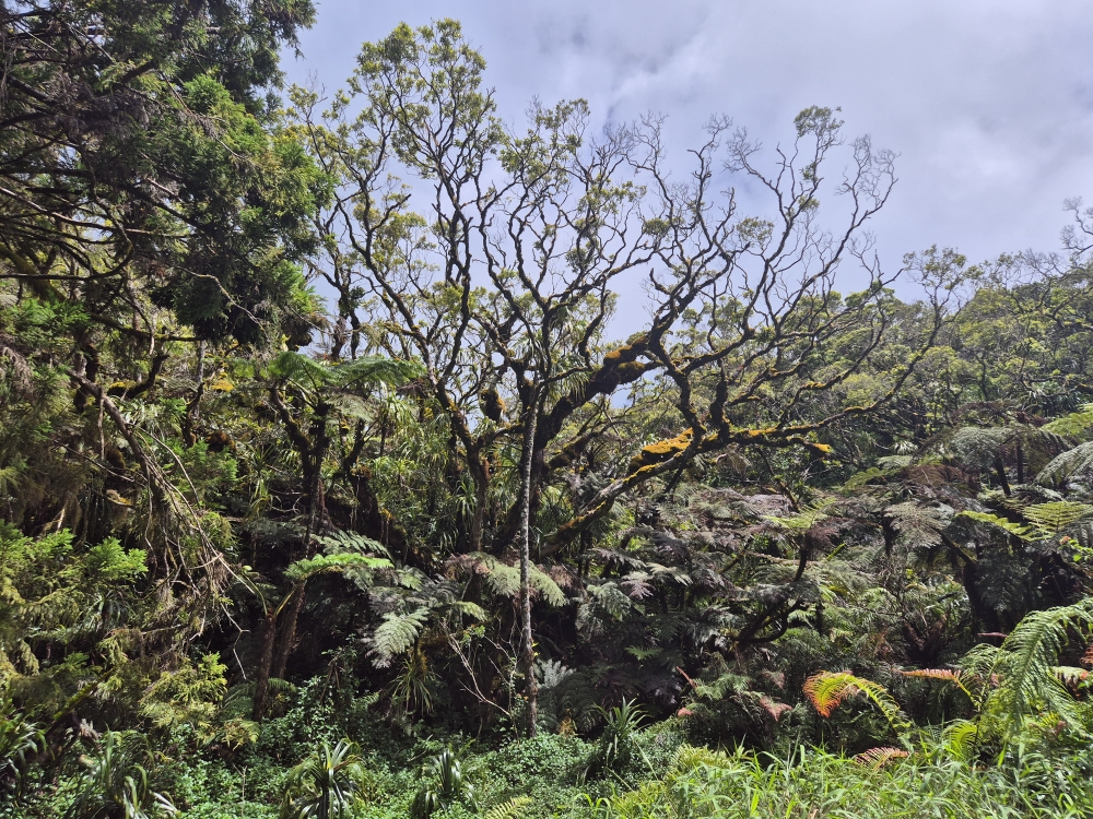 Mount Marau