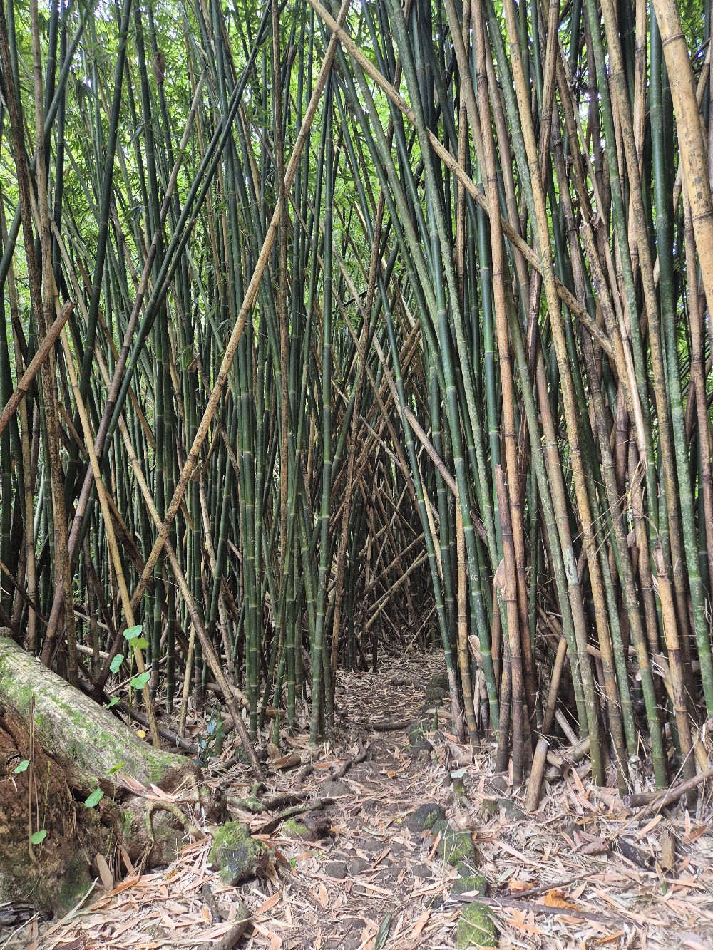 Weg zum Three Coconuts Lookout
