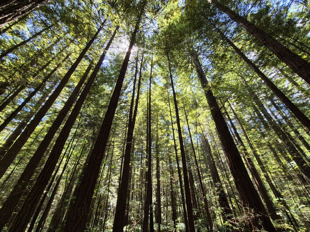 Redwoods
