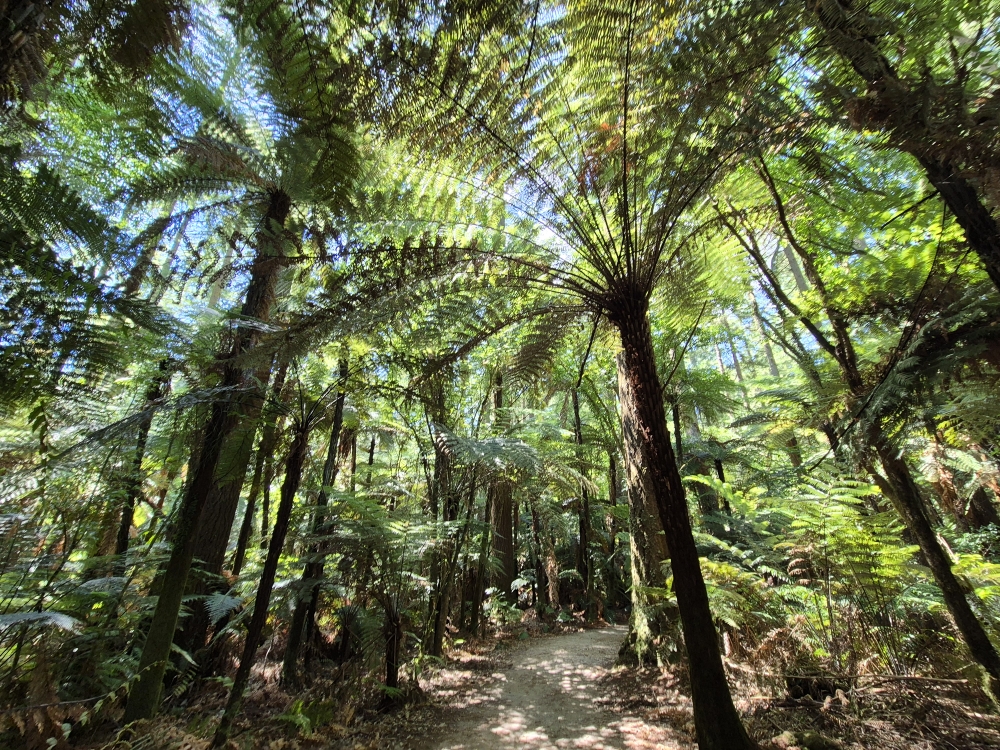 Redwoods