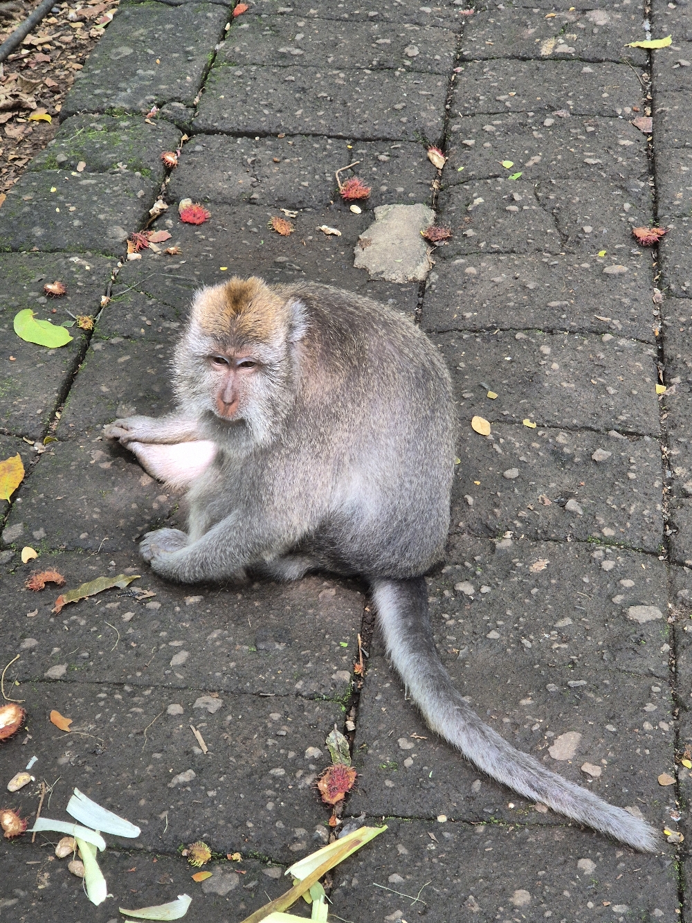 @ Monkey Forest