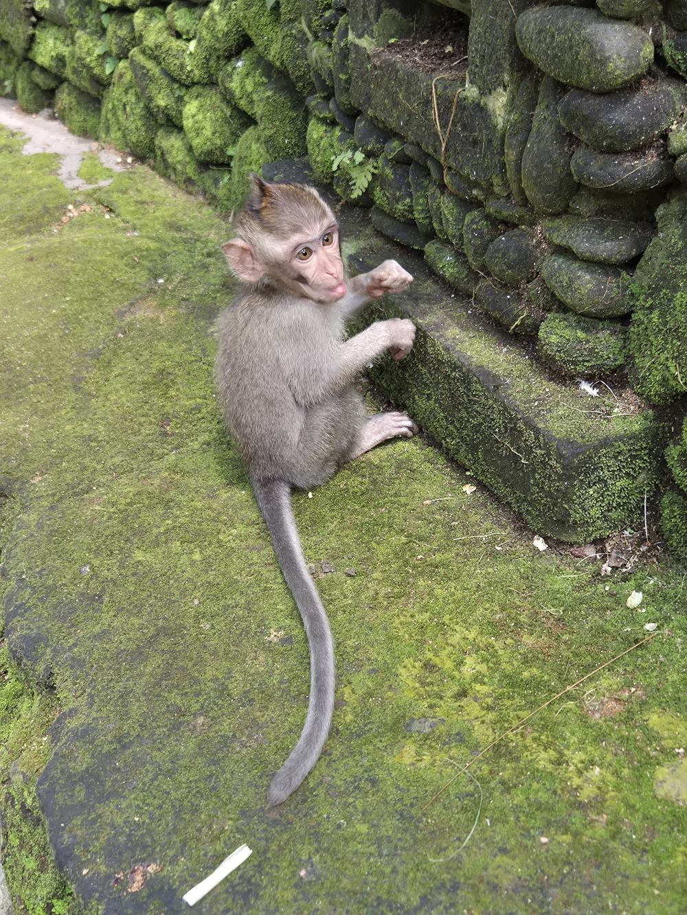 @ Monkey Forest