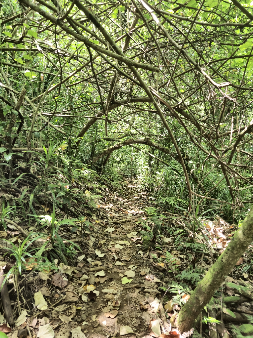 Weg zum Three Coconuts Lookout