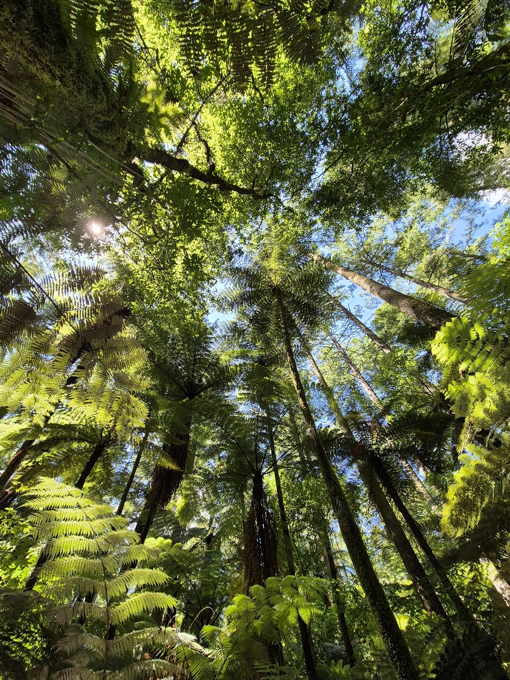 Redwoods