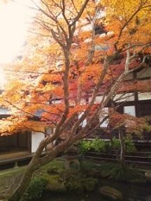 紅葉しはじめていました