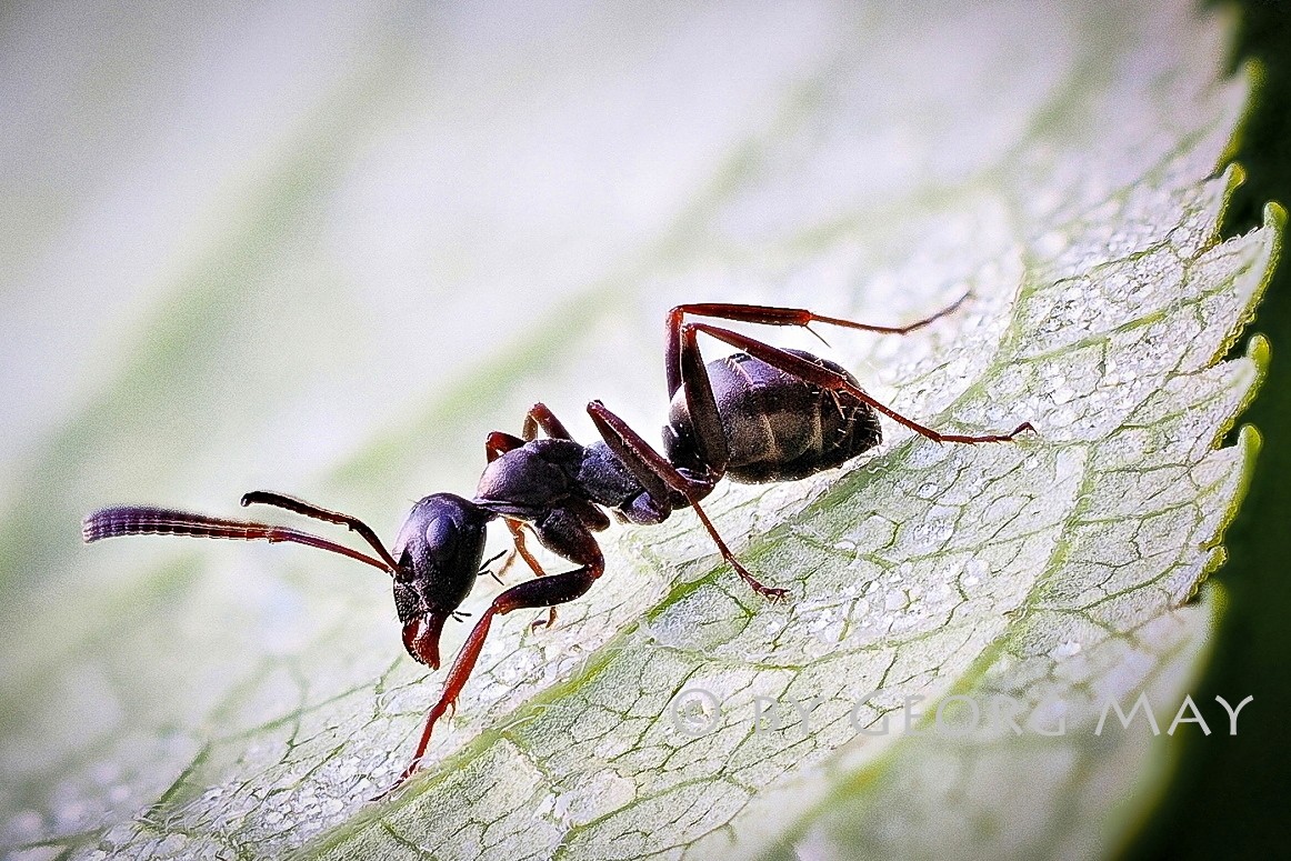 Schwarze Rossameise (Camponotus herculeanus) 