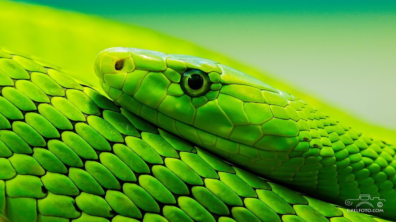 Grüne Mamba