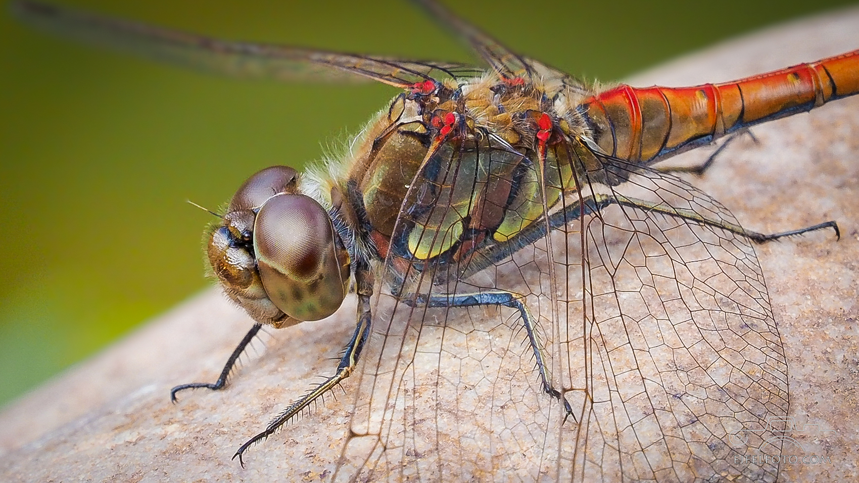 Rote Heidelibelle (Sympetrum striolatum)