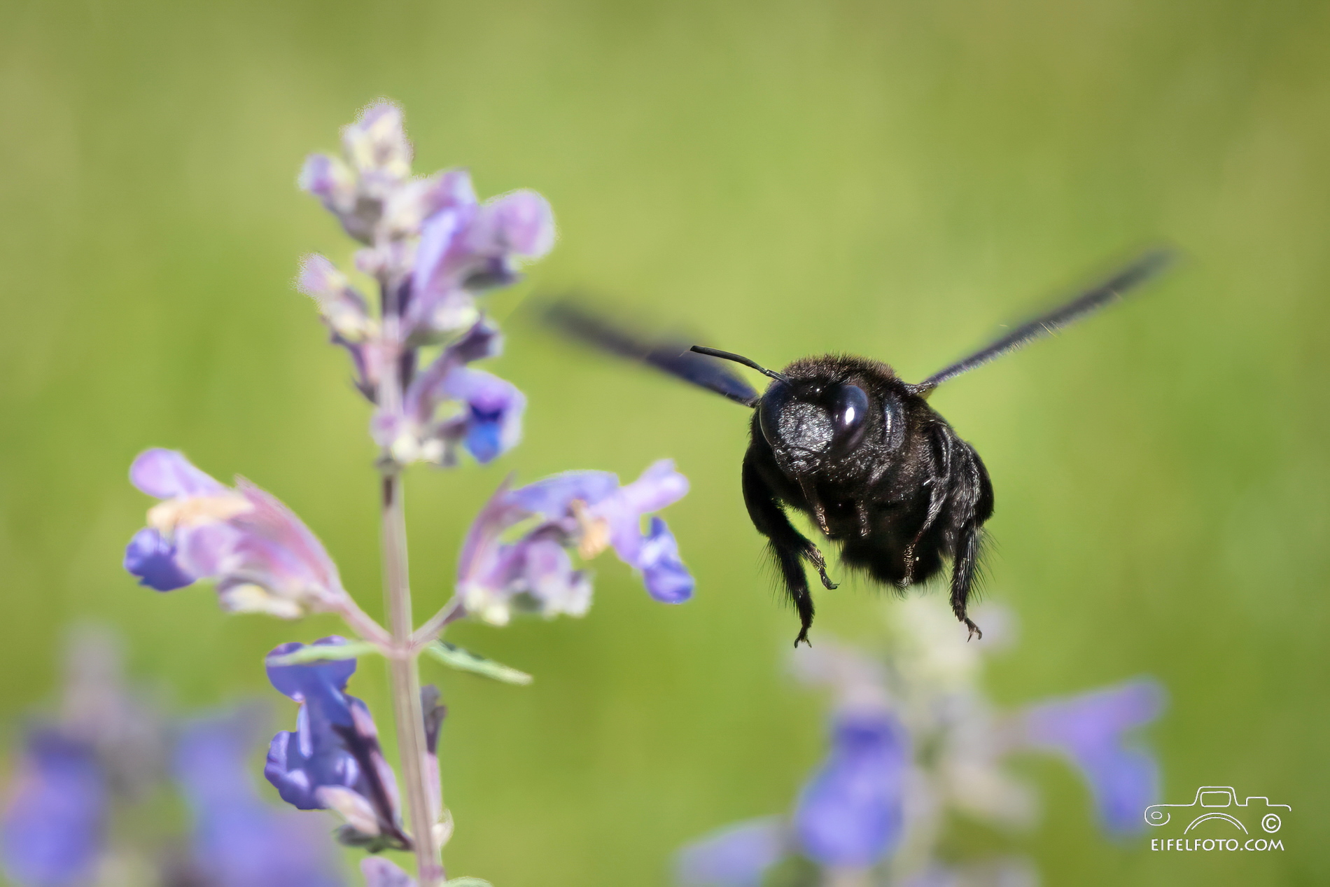 Blauschwarze Holzbiene, Wildbiene des Jahres 2024