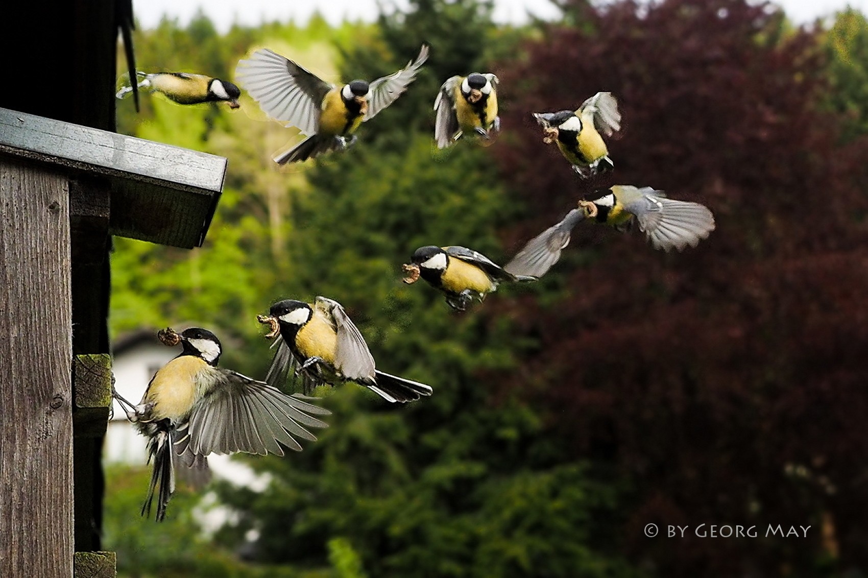 Flugstudie am Nistkasten