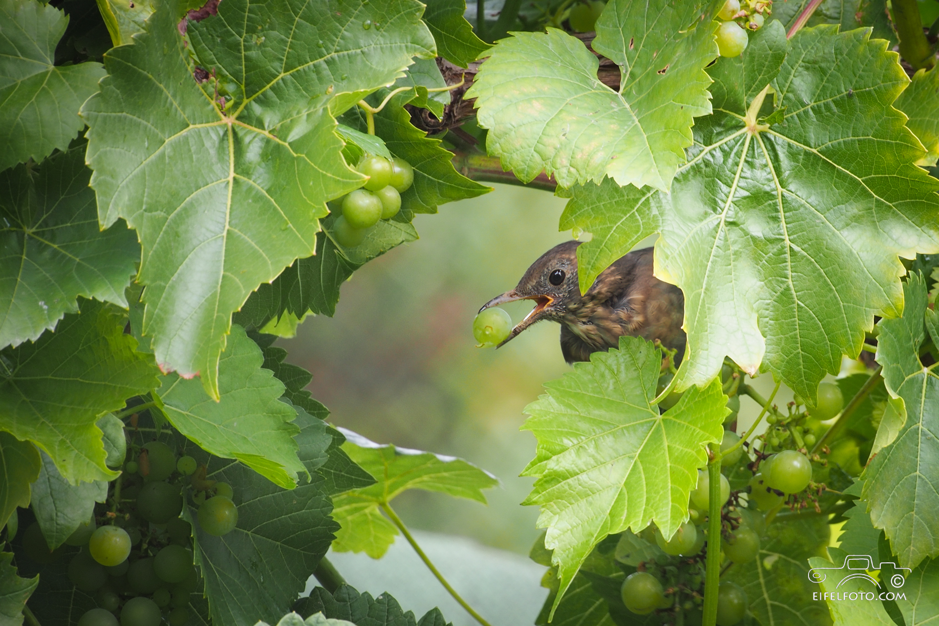 "Weinlese"