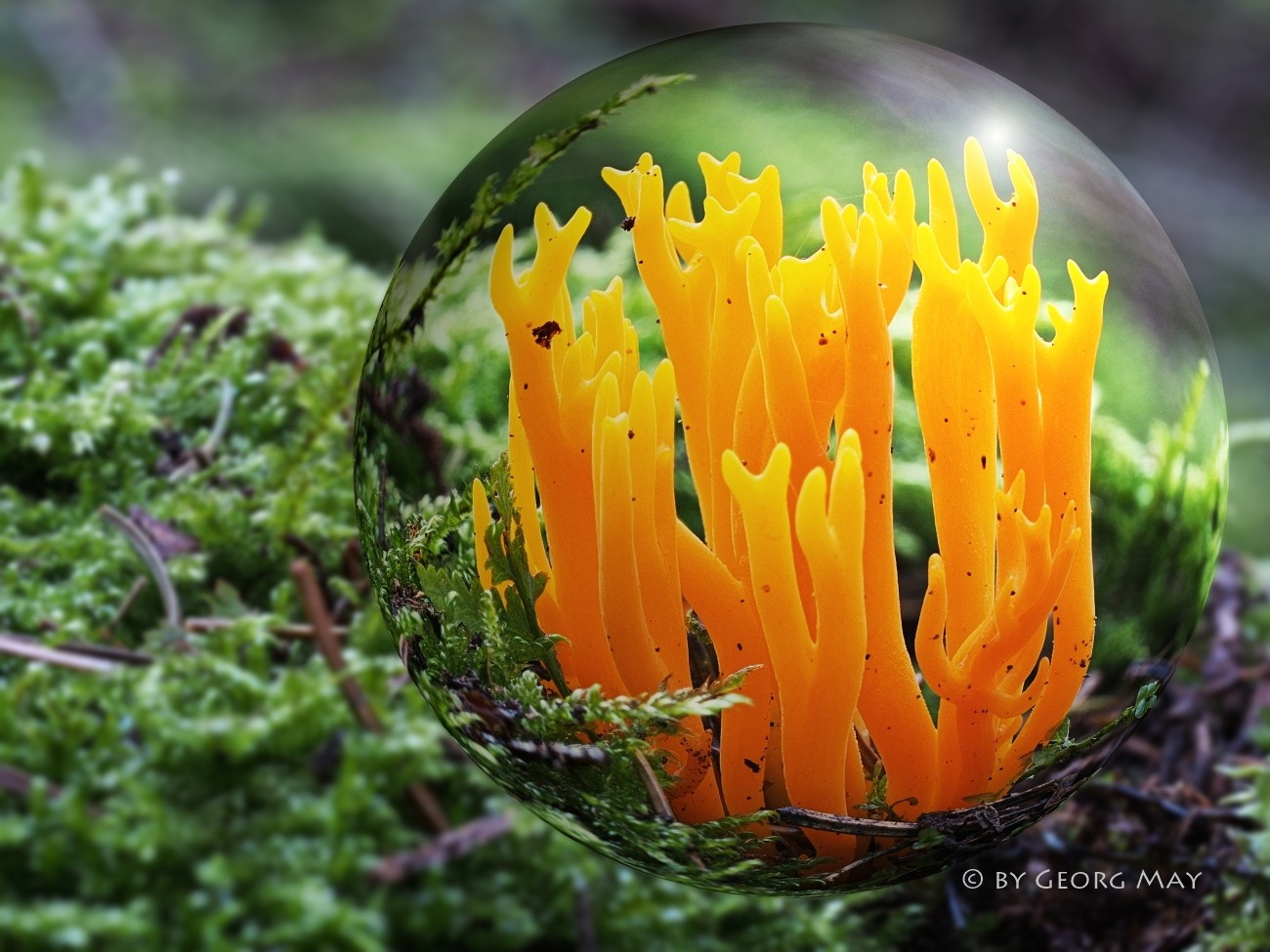 Goldgelbe Koralle (Ramaria aurea)