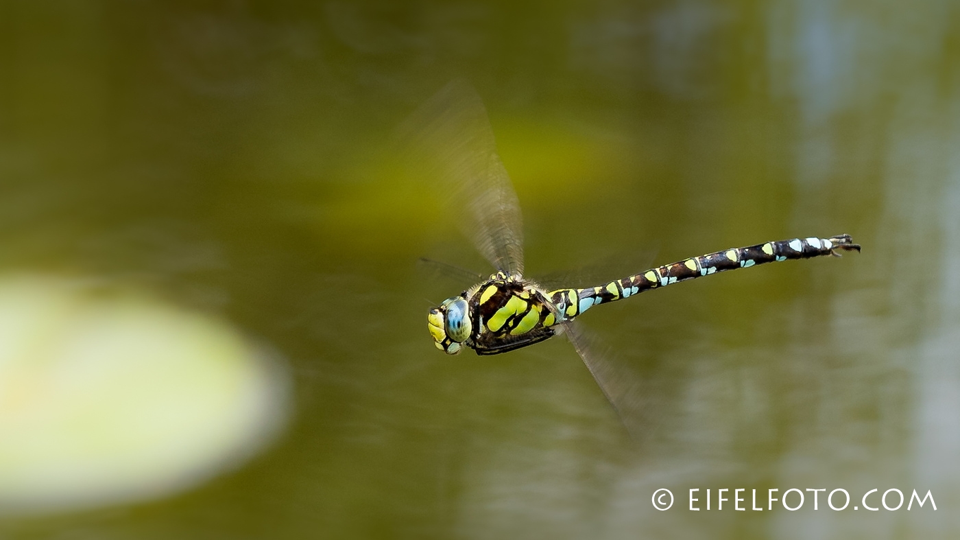 Mosaikjungfer im freien Flug...