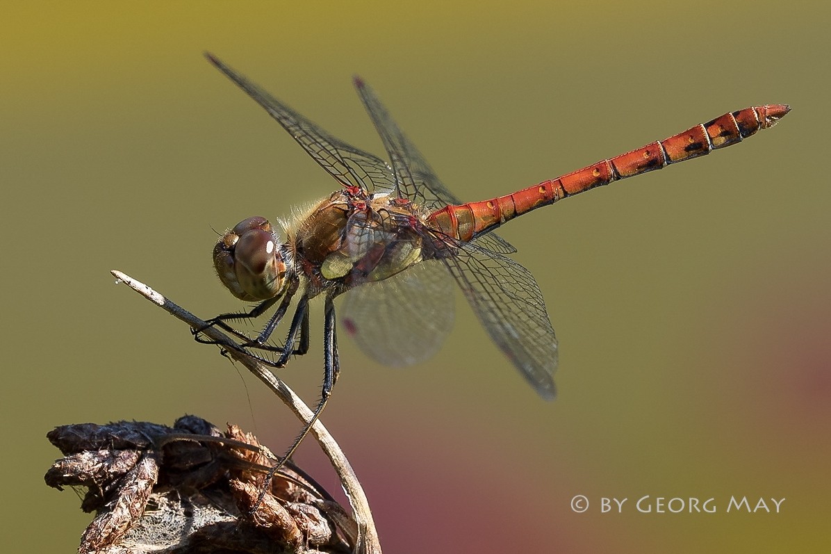   Große Heidelibelle (Sympetrum striolatum)