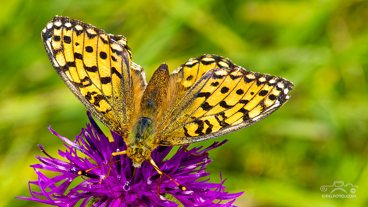 Braunfleckiger Perlmutterfalter  (Boloria selene)