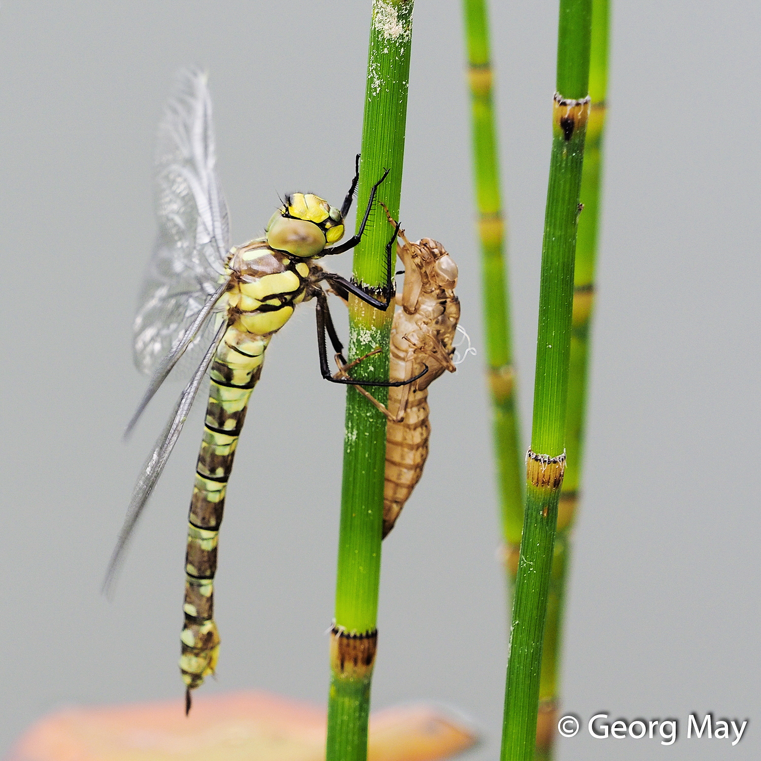 Ein letzter Blick - von der Larve zur Libelle