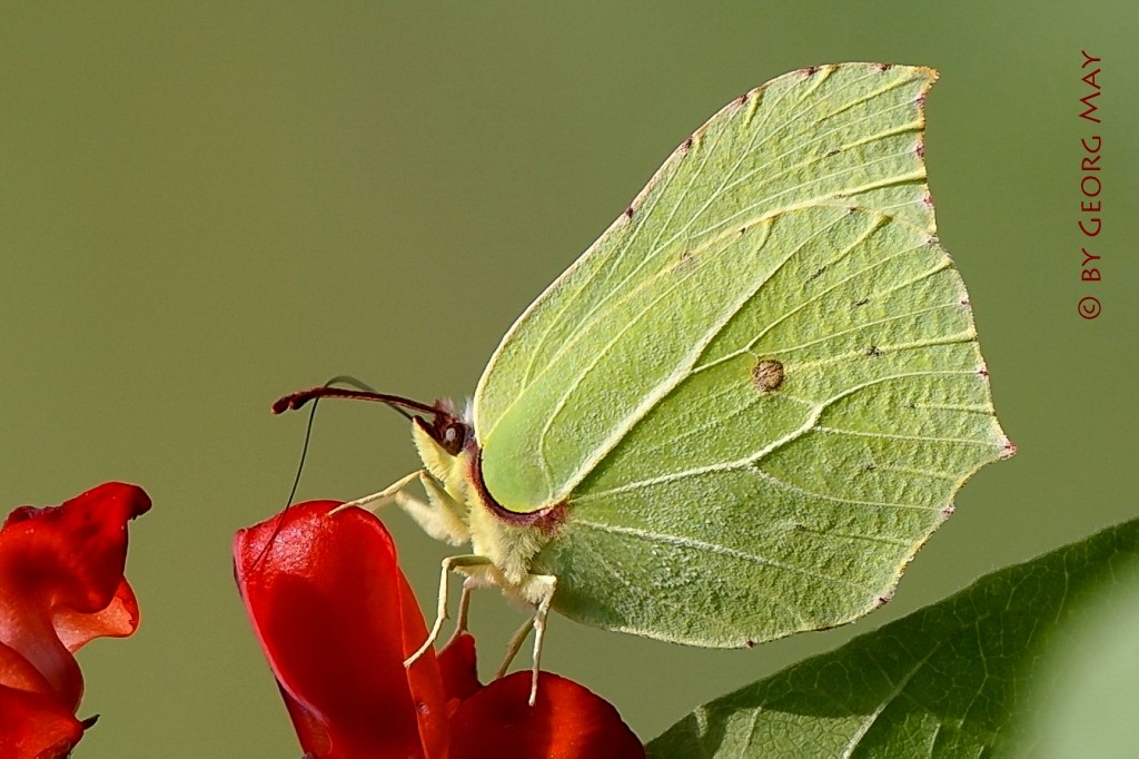 Zitronenfalter (Gonepteryx rhamni)