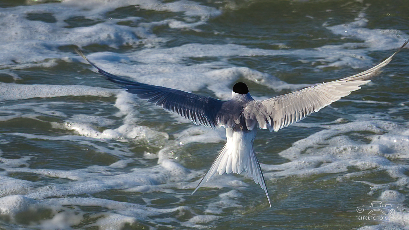 Seeschwalbe