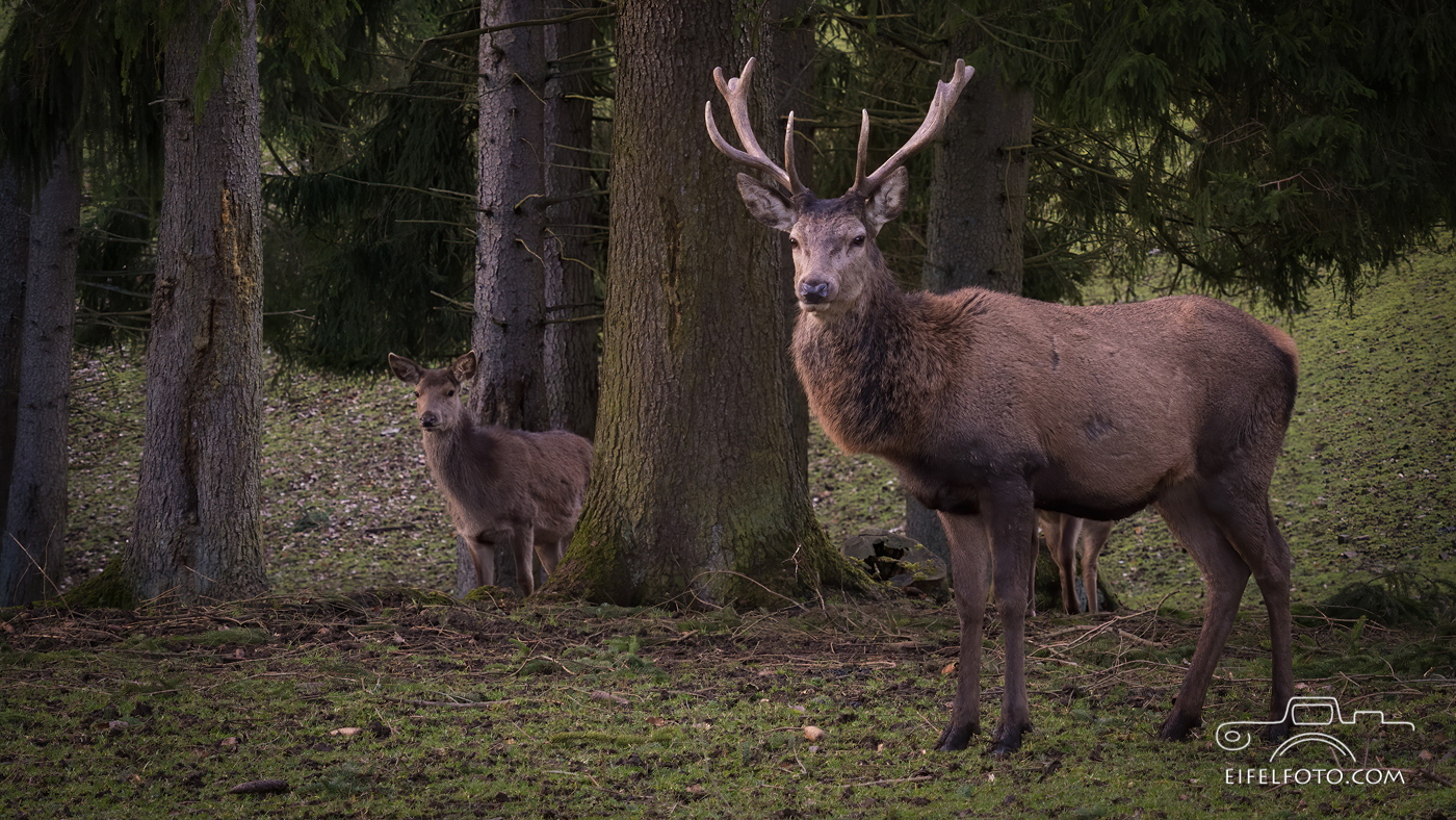 Rothirsche im Eifelwald