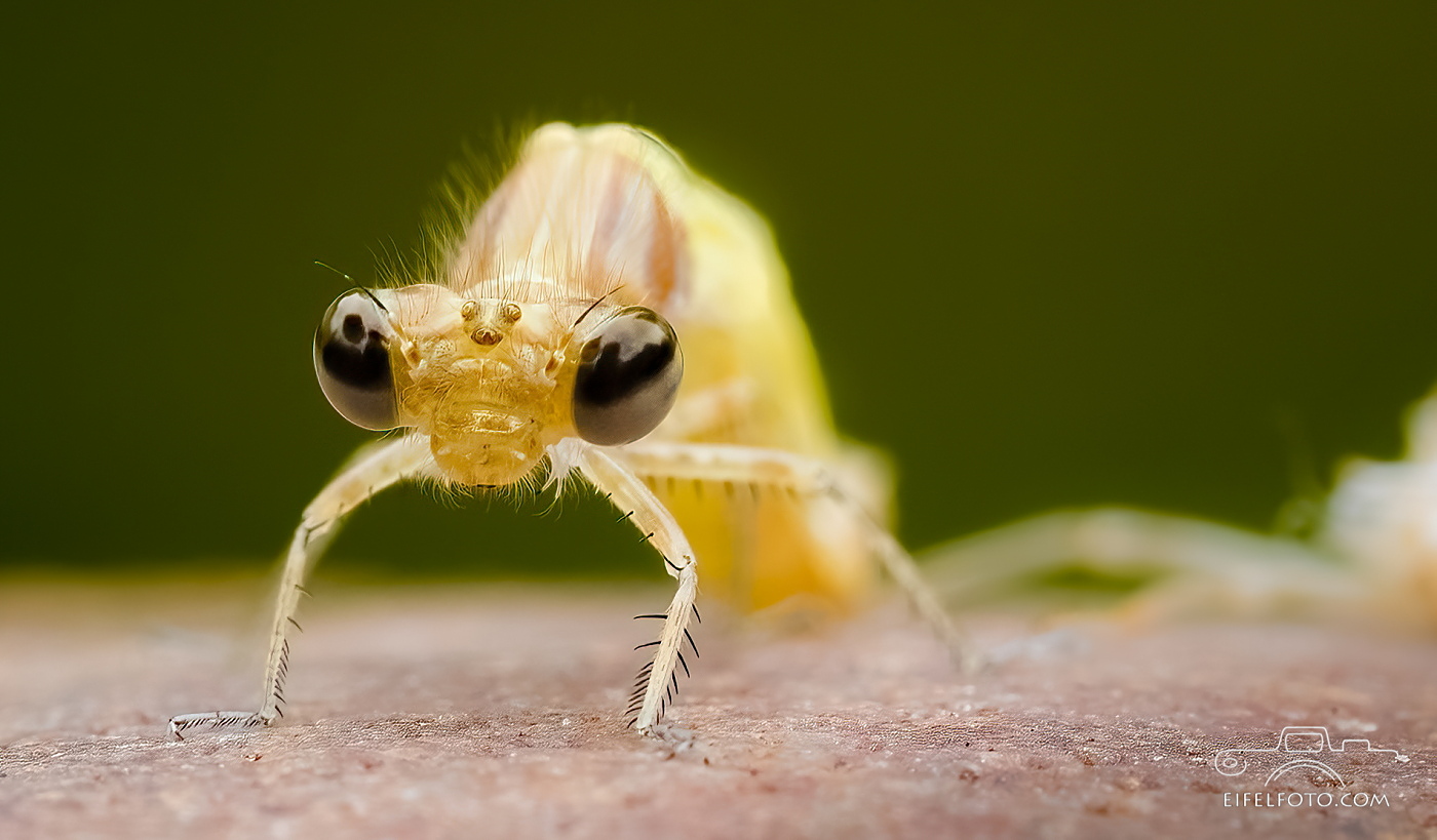 Nur 3-4 mm beträgt die Kopfbreite der frisch geschlüpften Kleinen Pechlibelle