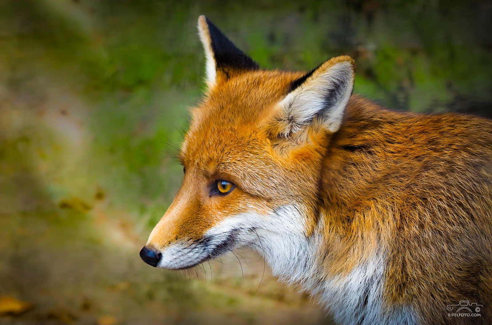Rotfuchs