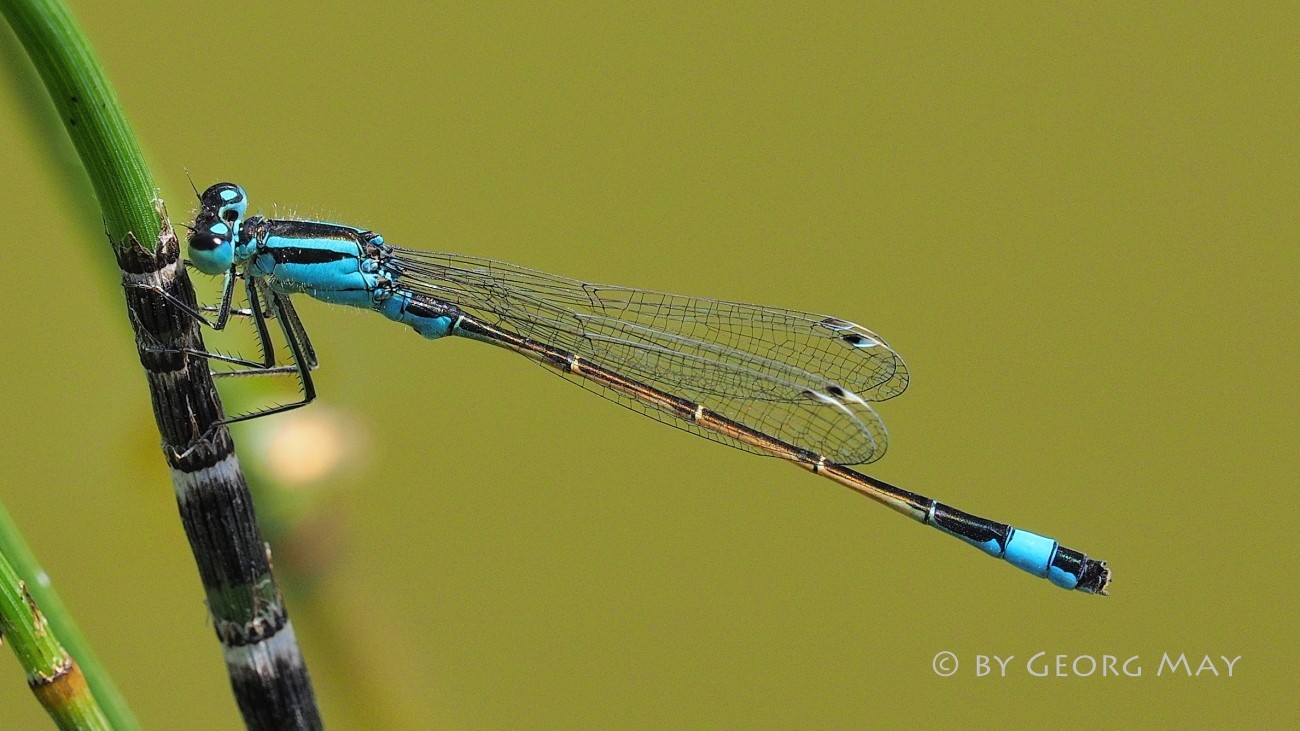 Große Pechlibelle (Ischnura elegans)