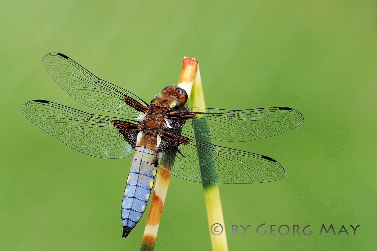 Plattbauch (Libellula depressa)