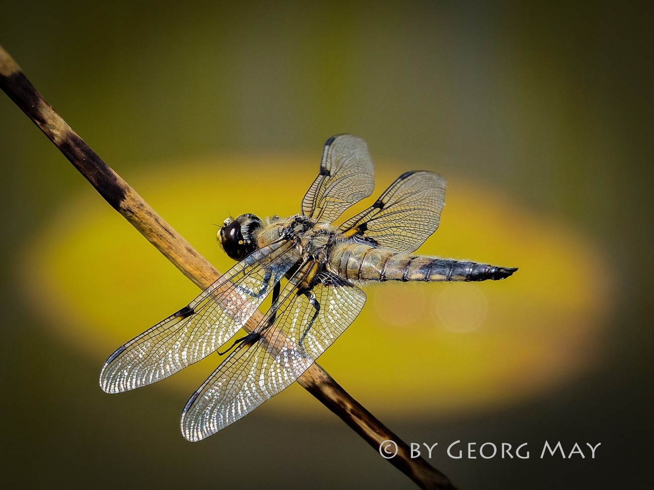 Vierfleck (Libellula quadrimaculata)