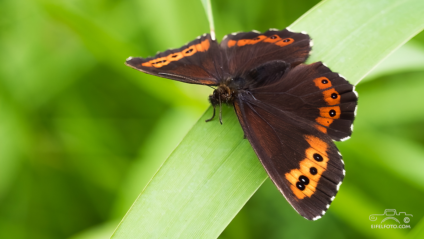 Weißbindiger Bergwald-Mohrenfalter - Erebia euryale