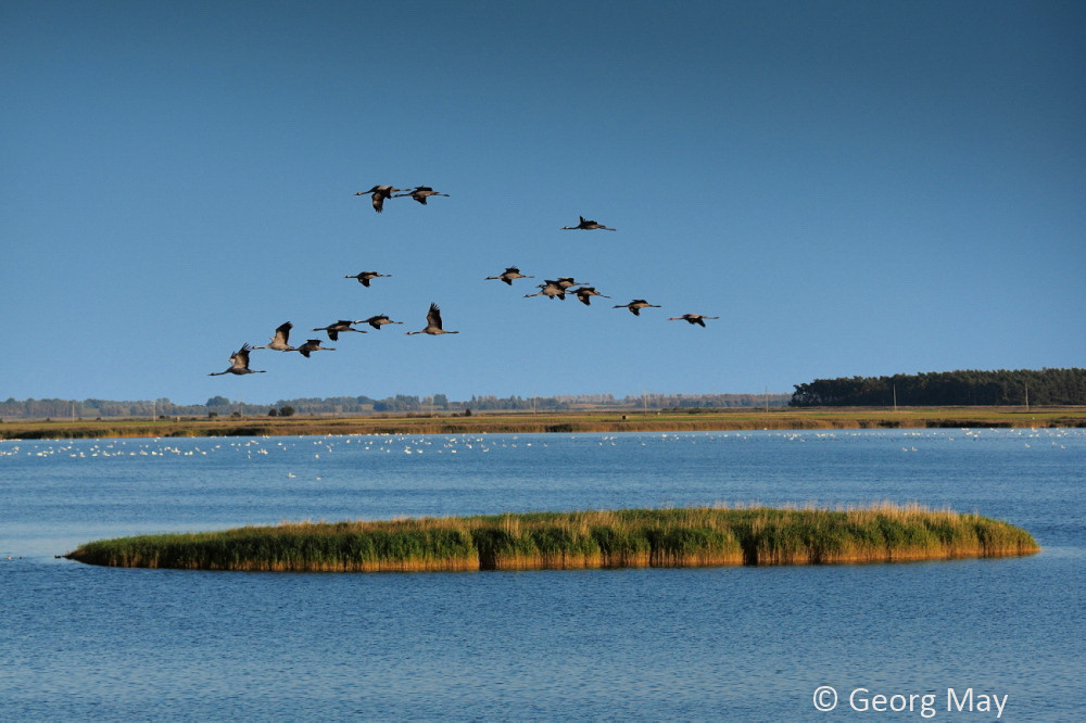 Kraniche über dem Bodden bei Zingst, Ostsee