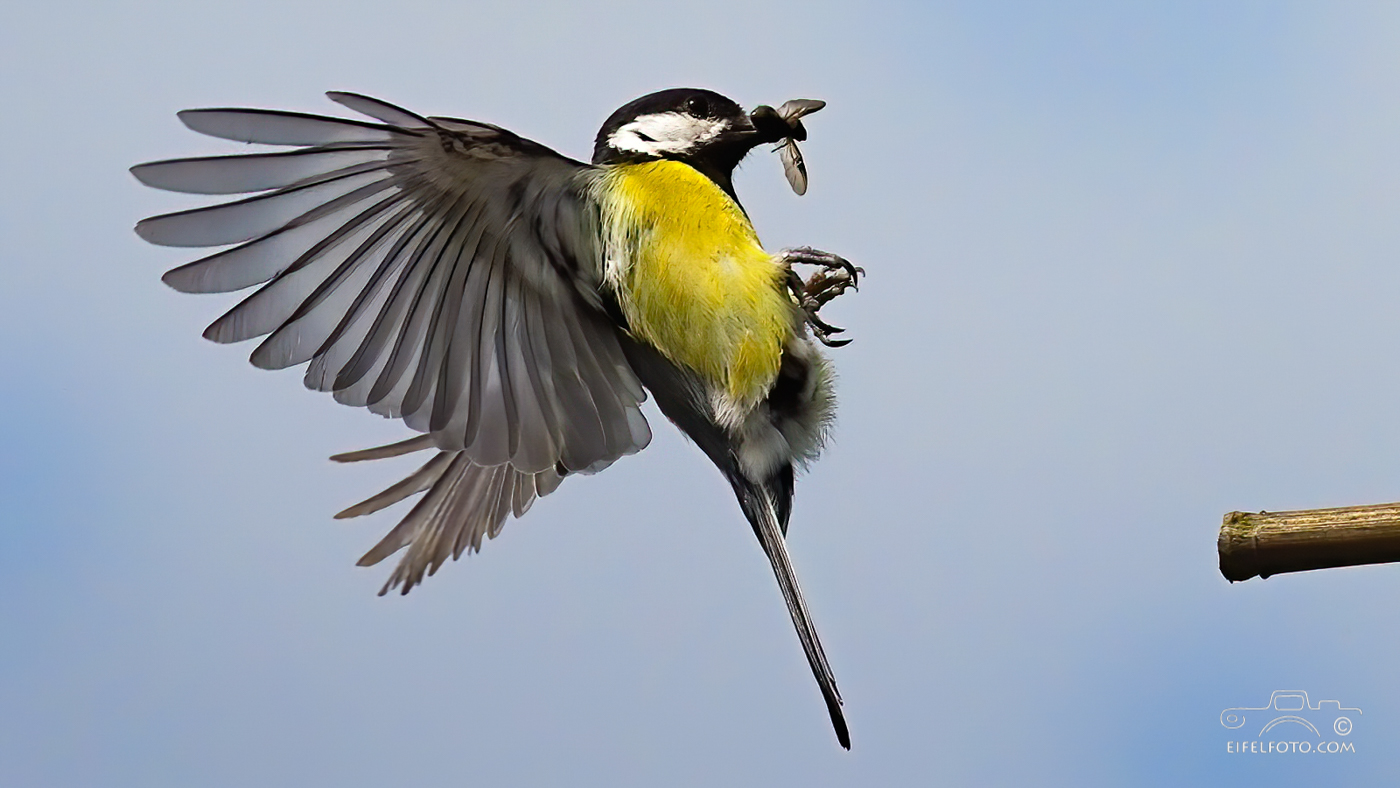 Meise im Anflug