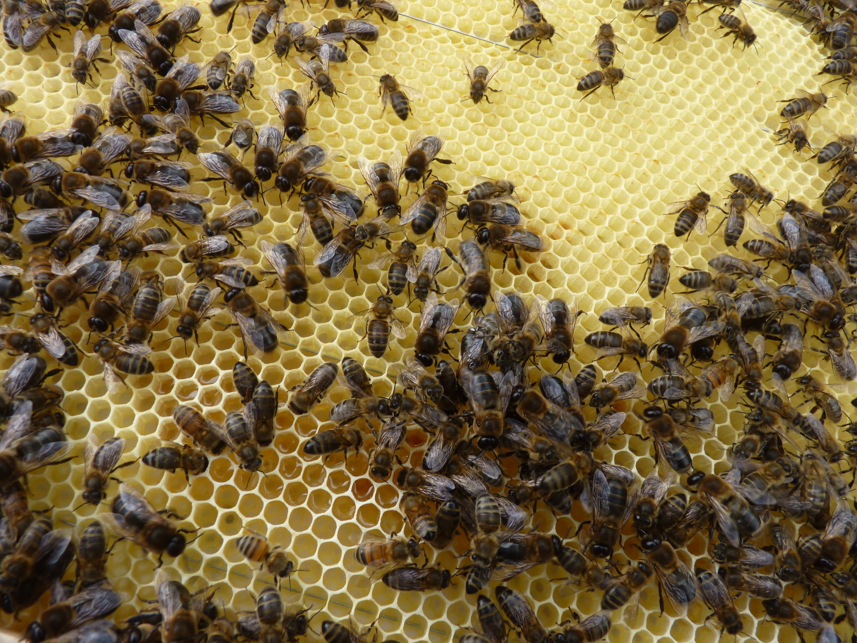 mon nouvel élevage: les abeilles noires