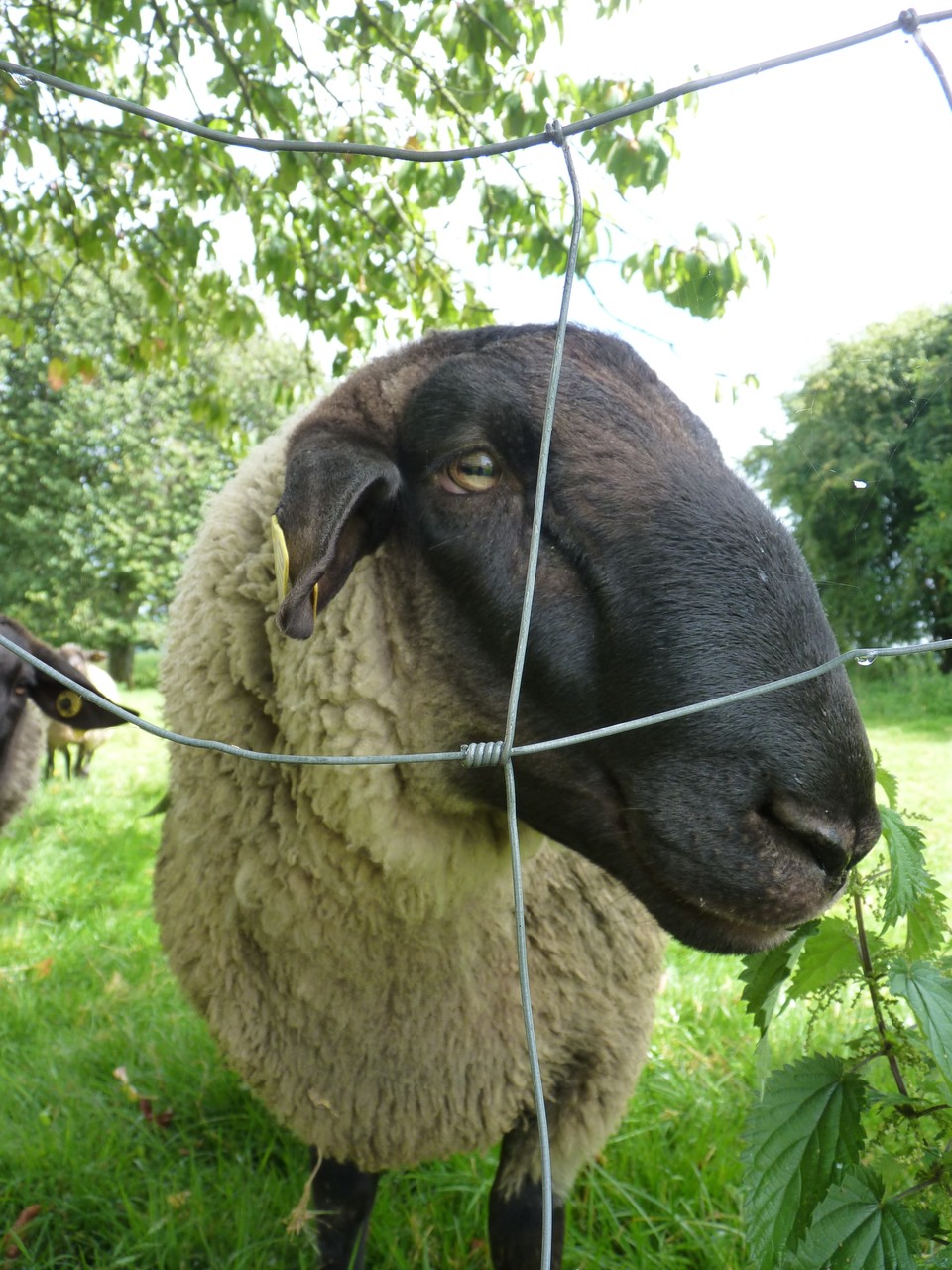 monsieur le bélier
