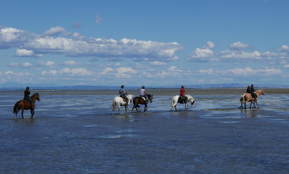 Sortie Camargue au mas de Cacharel