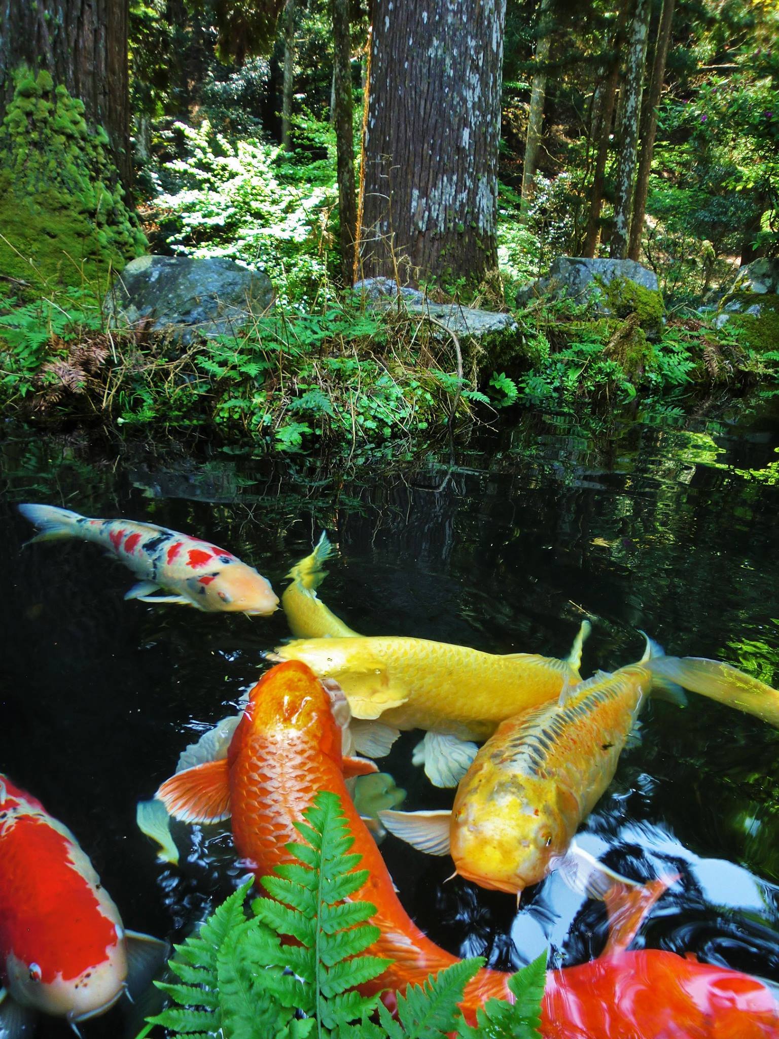 Ein kleiner Ideenanstoß für Sie - abenteuer-japans Webseite!