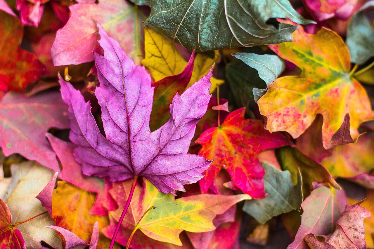 Sprachen so bunt wie der Herbst - mehrsprachig aufwachsen