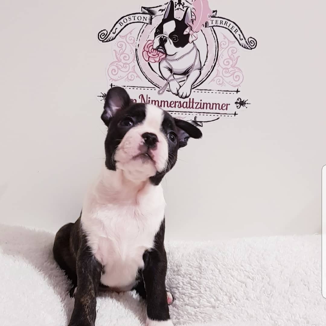 Boston Terrier Welpen Vom Nimmersattzimmer