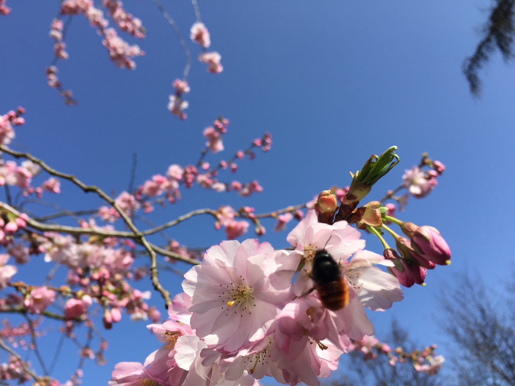 Kirschblüte mit Wildbiene