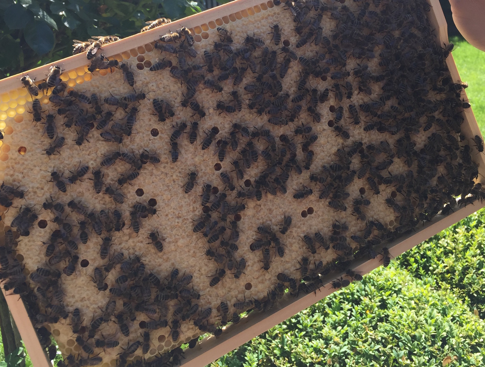 Bienenwabe voller Brutzellen